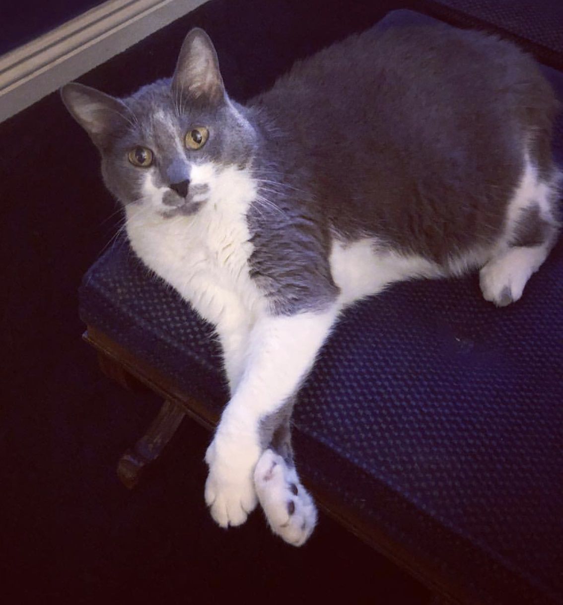 Francine Fishpaw Meowmaker Parks